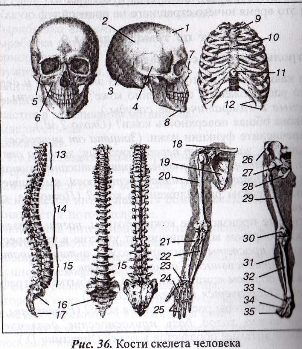 5 групп костей. Скелет по костям. Кости скелета с подписями. Костный скелет 2 группы. Основные кости скелета человека 9 класс.
