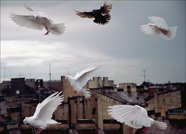 Белые птицы кружат над крышами слушать. Белый голубь. Голуби в небе. Птицы над городом. Голубь взлетает.