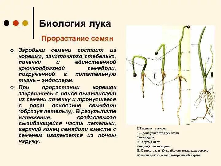 Что формируется при прорастании из зародышевой почечки. Прорастание семян.