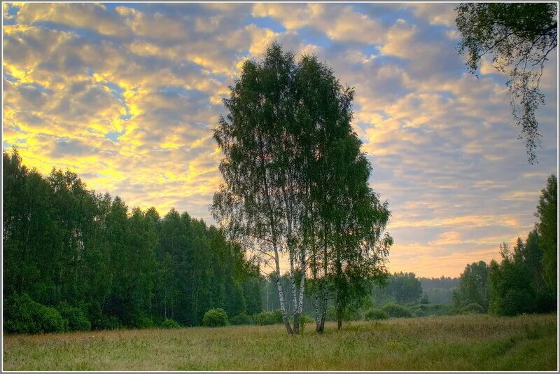 Лес и степь Тургенев иллюстрации. Неброская русская природа. Береза Степная. Степь с березами.