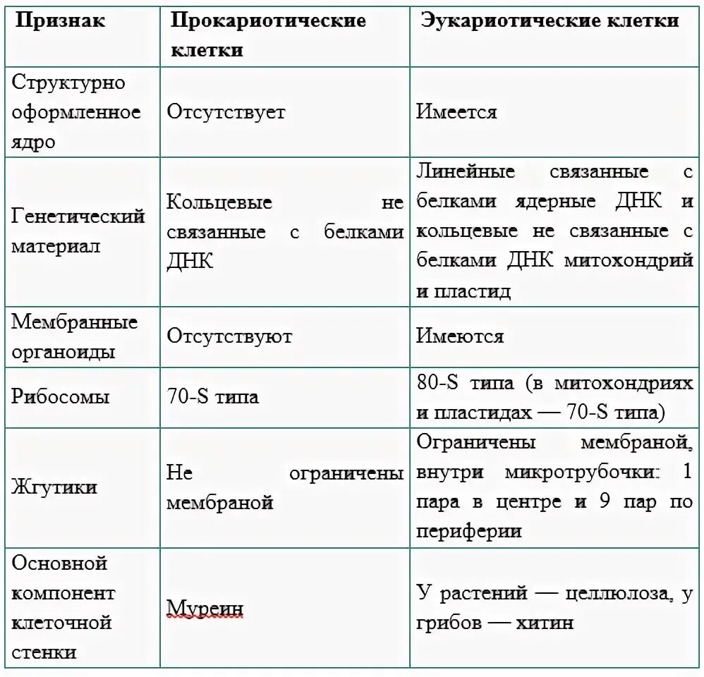 Прокариоты строение функции. Особенности строения клеток эукариот. Особенности строения клеток эукариот и прокариот. Особенности строения прокариот и эукариот. Свойства и функции эукариотической клетки.