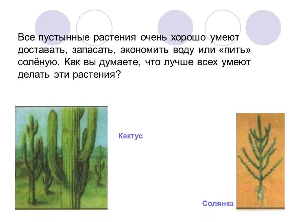 Водные растения запасают воду. Растения запасающие воду. Растения жаркого пояса. Растения жаркого пояса презентация. Что умеют все растения.