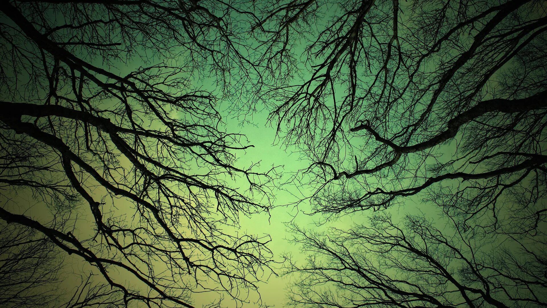 Ветвь туманного дерева. Лес ветки. Темно зеленое дерево. Пейзаж ветка. Ветви.