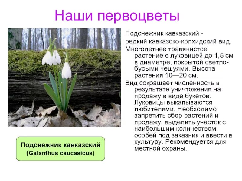 Занесли в красную книгу ставропольский край
