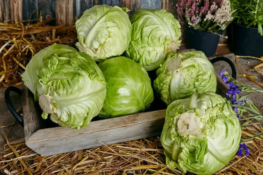 Молодая капуста фото. Капуста белокочанная 1 кг. Капуста старт. Семена капусты золотой гектар. Капуста молодая.