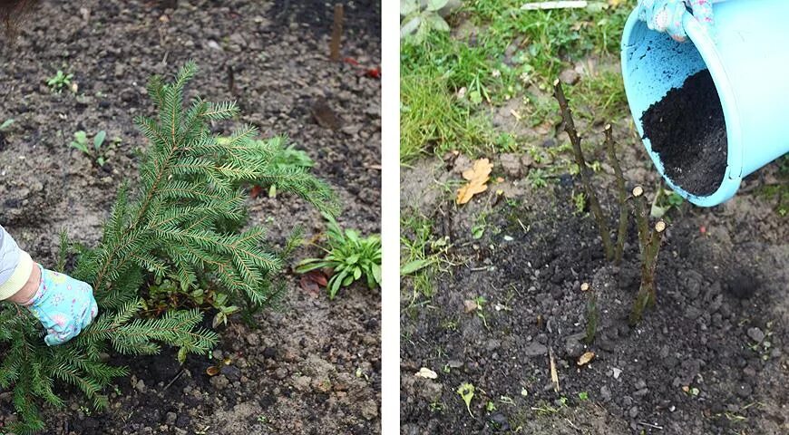 Когда открывать туи после зимы. Укрытие для туи. Лапник. Укрытие роз лапником на зиму. Укрытие шаровидных туй на зиму.