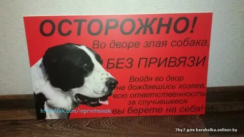 Собака без мата