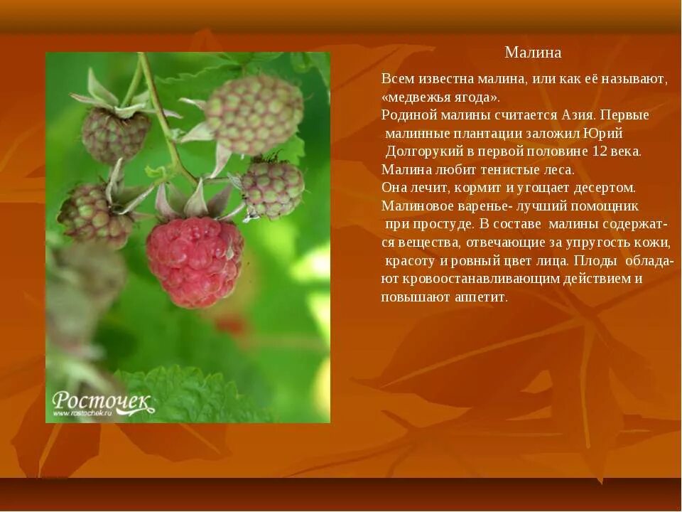 Разнообразие кустарников. Кустарники леса 2 класс 21 век. Рассказ о кустарнике. Кустарники леса. Кустарники леса 2 класс.