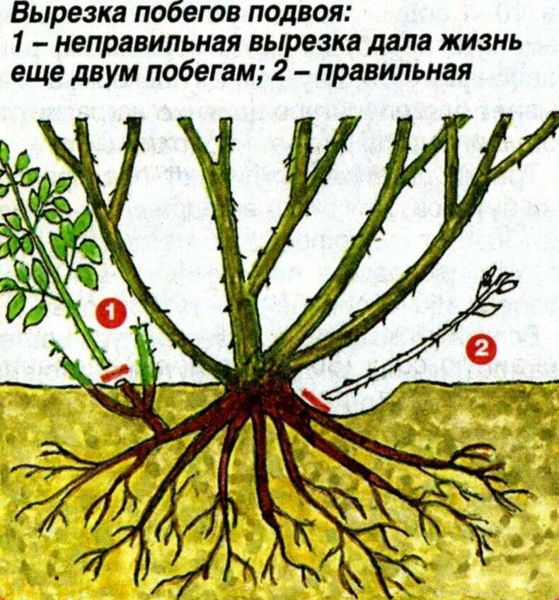 Корнесобственных привитых