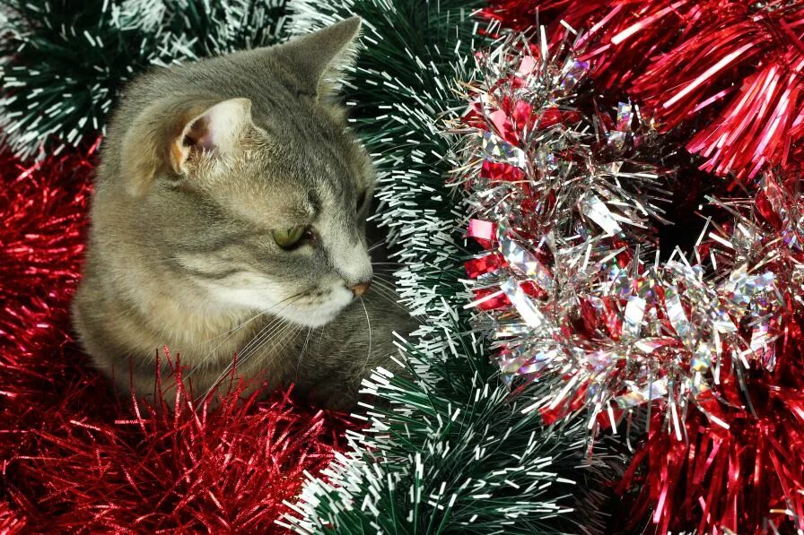 Кошка и Новогодняя елка Галимов. Christmas Cat aesthetic Wallpaper. This your cat