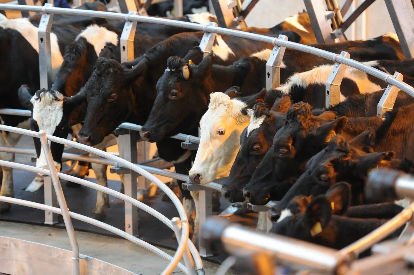 Молочное животноводство финляндия. Коровы на ферме. Современная ферма. Ферма (сельское хозяйство). Ленинградская обл.