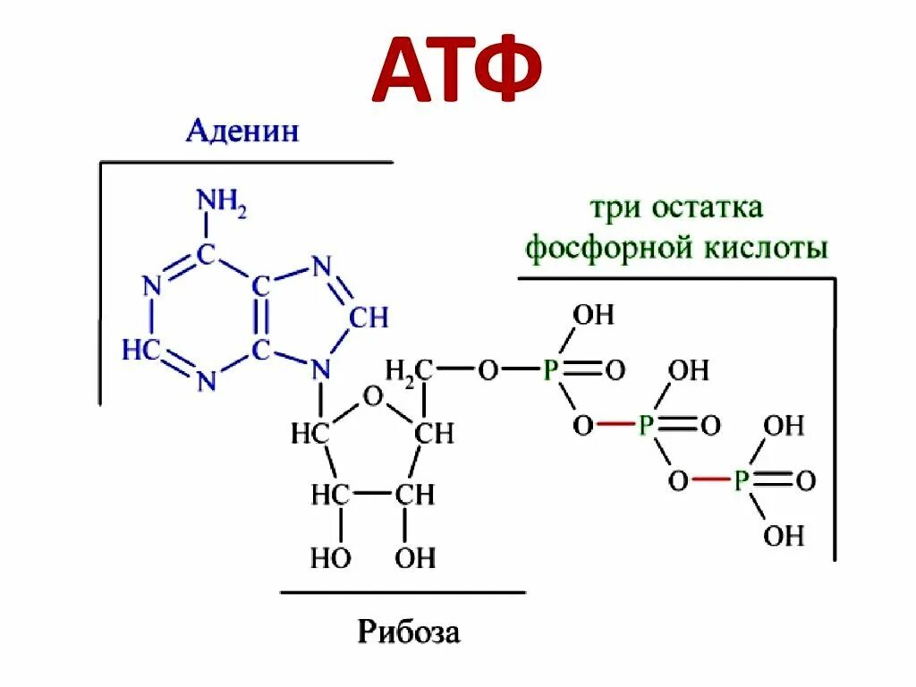 Атф определение. АТФ формула структурная. Структура АТФ формула. Химическое строение АТФ. Структурная формула АТФ биохимия.