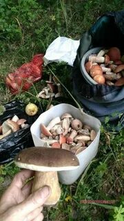 Грибы в новороссийске