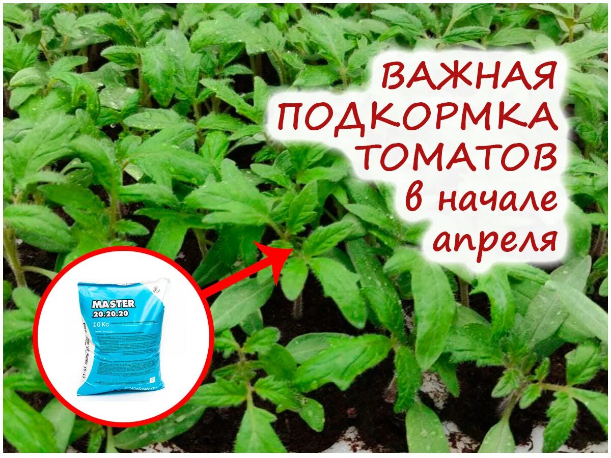 Рассада помидор в апреле. Подкормка рассады монофосфа ом калия. Подкормка рассады помидоров в домашних условиях. Калий для рассады томатов. Чтобы рассада была крепкой и толстой помидор