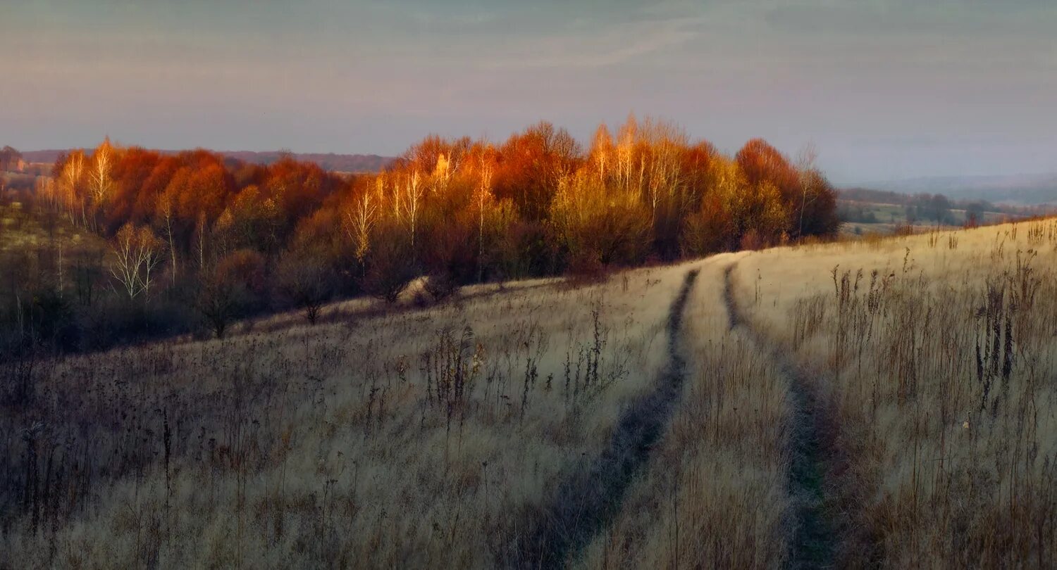 Лес в октябре. Конец октября 2023. Конец октября. Конец октября 2023. Пейзаж конец октября.