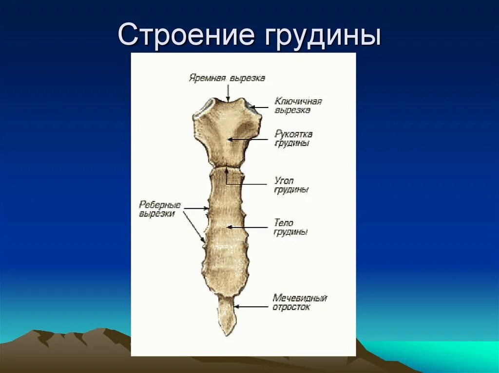 Трубчатая грудная кость. Грудина строение анатомия латынь. Строение грудины анатомия латынь. Строение грудины вид спереди и сбоку. Рукоятка грудины тело грудины мечевидный отросток.