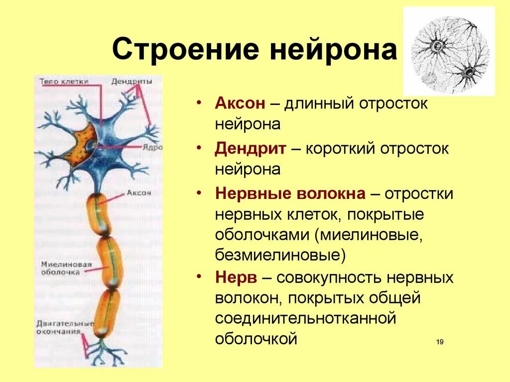 Нервные клетки какие свойства