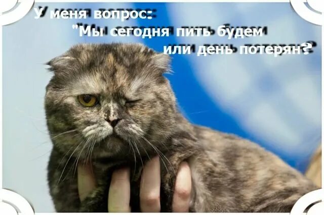 А мы не будем. Че мем. Нас и тут неплохо кормят. Бриллиантовая рука отключим газ мордюкова. А мы не будем.