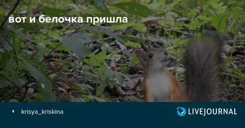 Белку вызывали