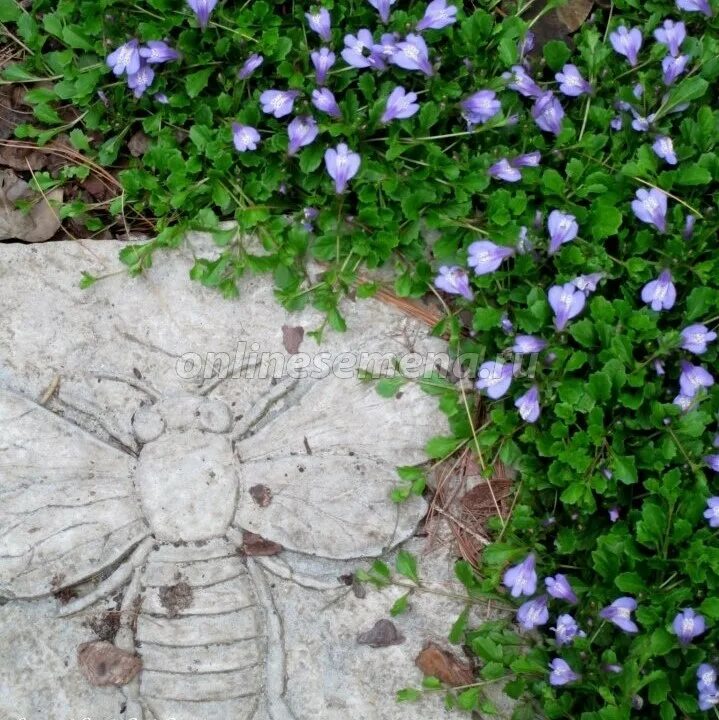 Мазус ползучий. Мазус ползучий (mazus reptans). Мазус почвопокровные растения. Мазус Альбус. Мазус ползучий купить семена