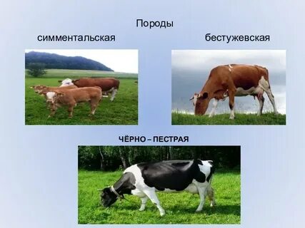 Животноводство нашего края 4 класс окружающий мир