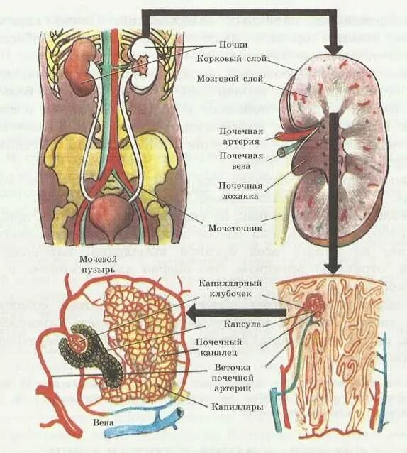 Работа почек человека. Строение выделительной системы строение почки. Схема органов человека почки. Почка человека анатомия строение и функции. Строение человеческих органов почки.