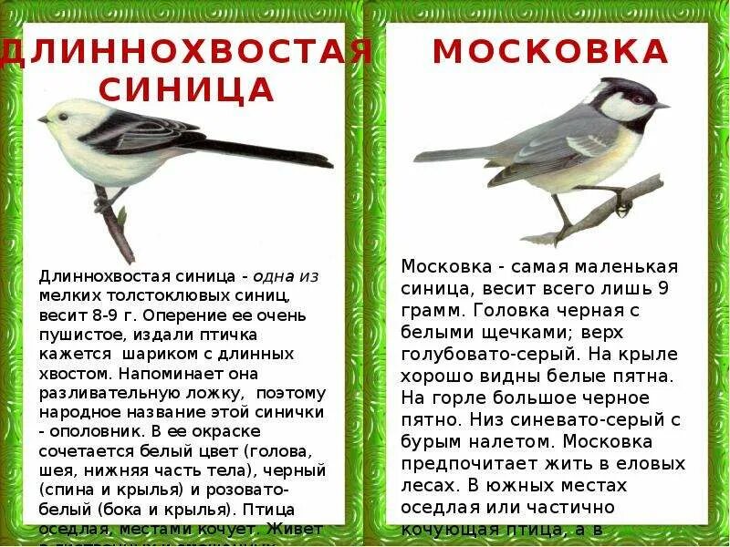 Размер и цвет оперения птиц. Синица размер и цвет оперения. Размер и цвет оперения известных вам птиц. Текст сравнение птиц размер и цвет