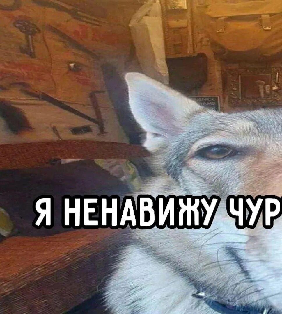 Ненавижу волков. Я ненавижу волк Мем. Ненавижу чур Мем. I hate niggers Мем. Я чур Мем.