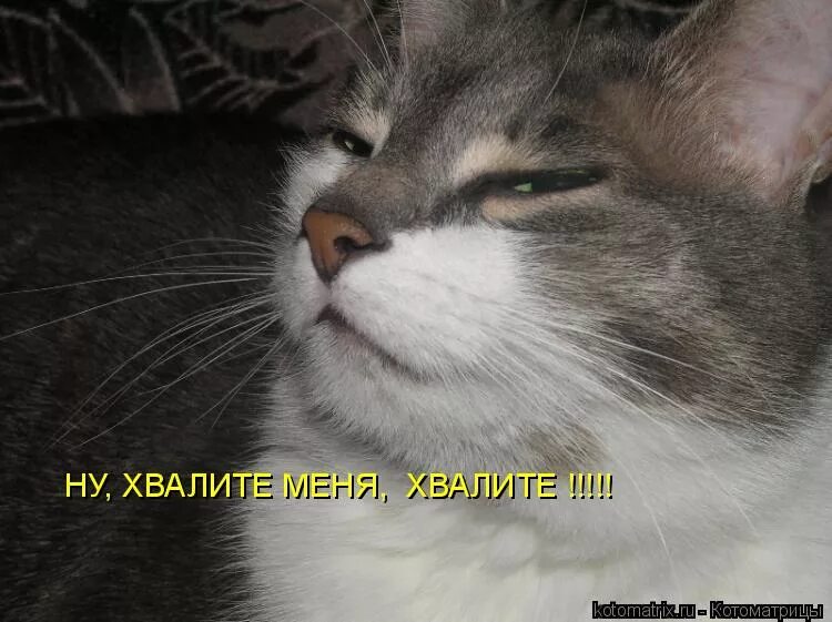 Когда тебя хвалят. Тот кто меня хвалит мой враг. Лицо когда тебя хвалят. Хвали меня кот. Похвала для презентации.