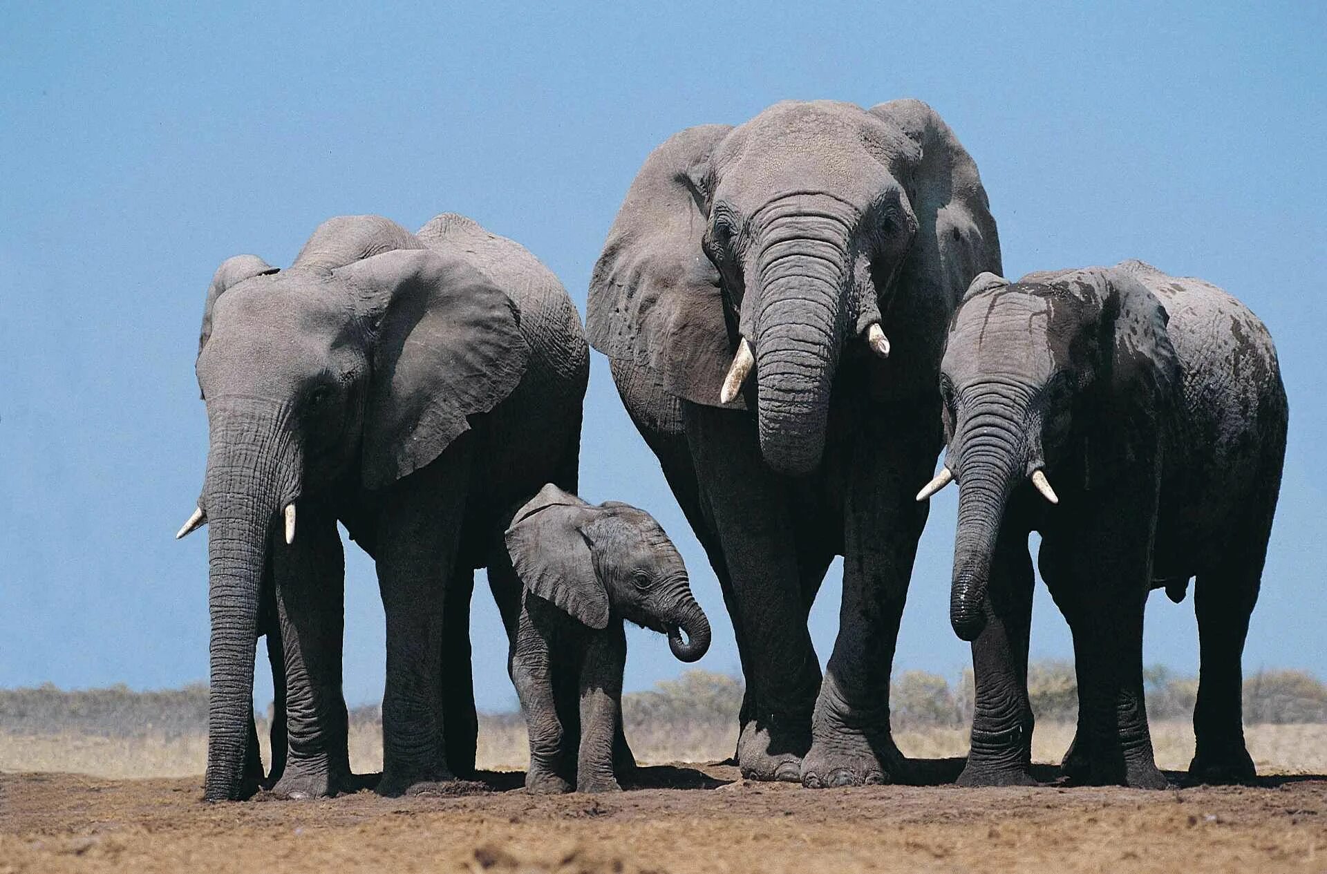 4 слоника. Четыре слона. Семья слонов. Фото слонов. Дикие слоны.