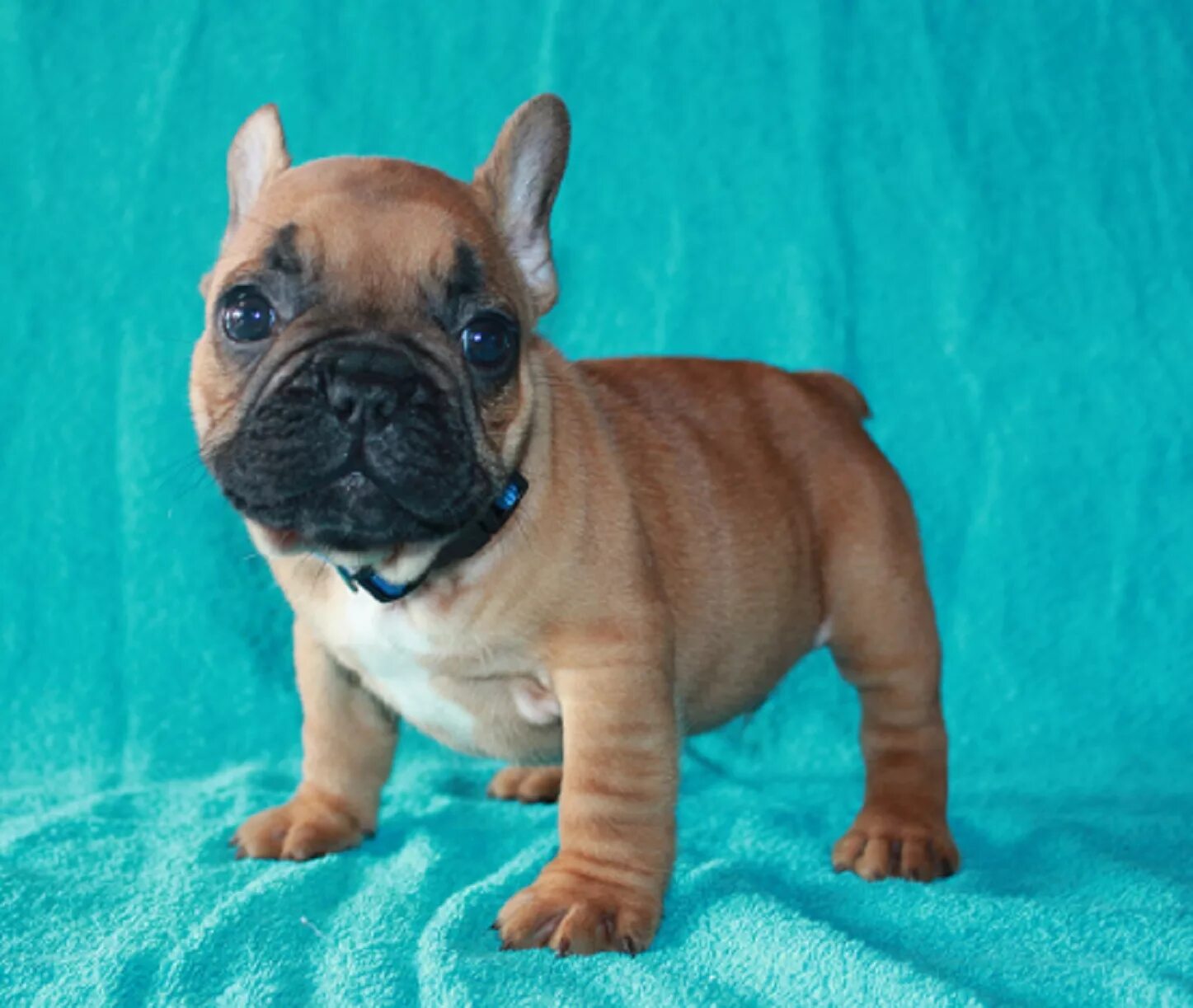 питомники французских питомников. авигдорс питомник французских бульдогов. питомники французских питомников. карликовый французский бульдог. питомник аведария французских бульдогов.