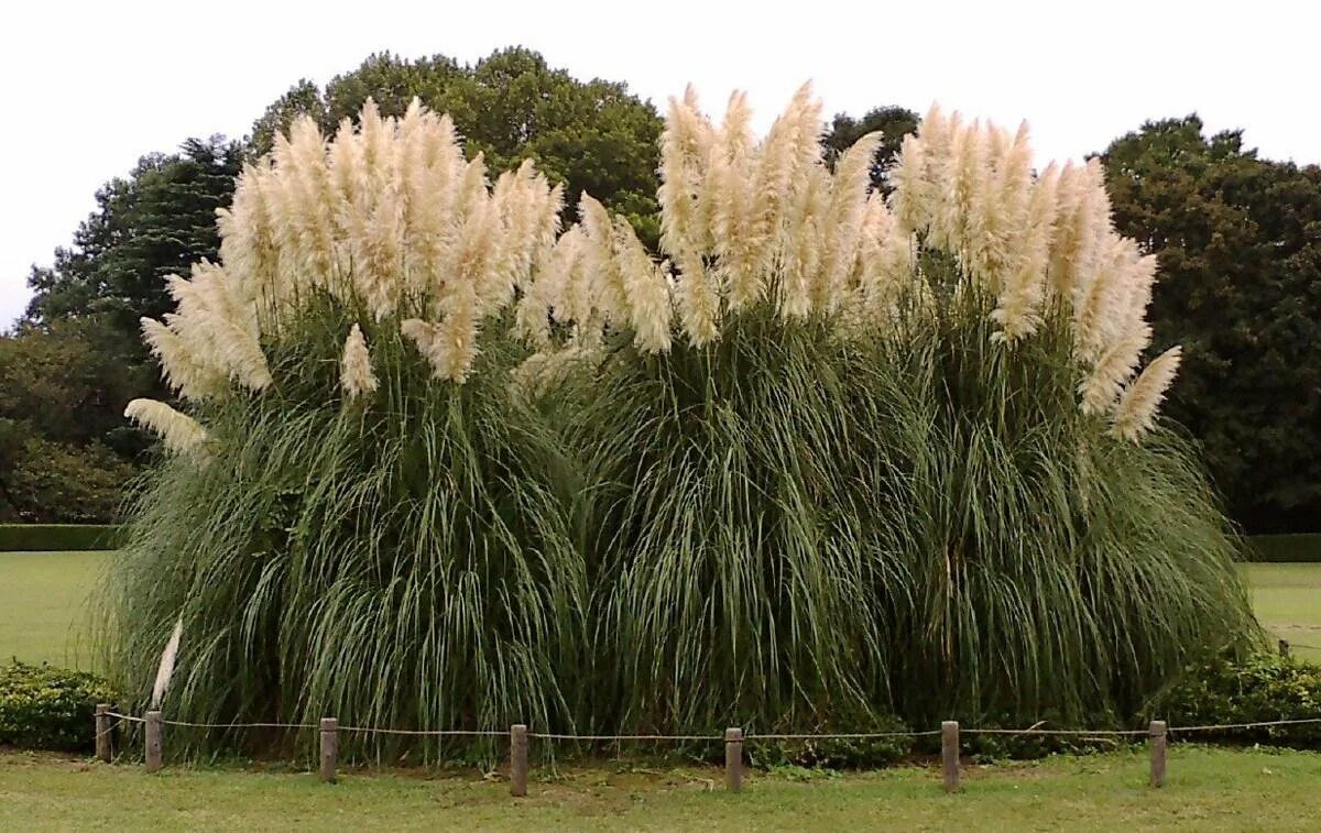 Кортадерия пампасная трава розовая. Картодерия. Кортадерия серебристая (cortaderia silver). Цветы с пампасной травой. Пампасная трава мискантус.