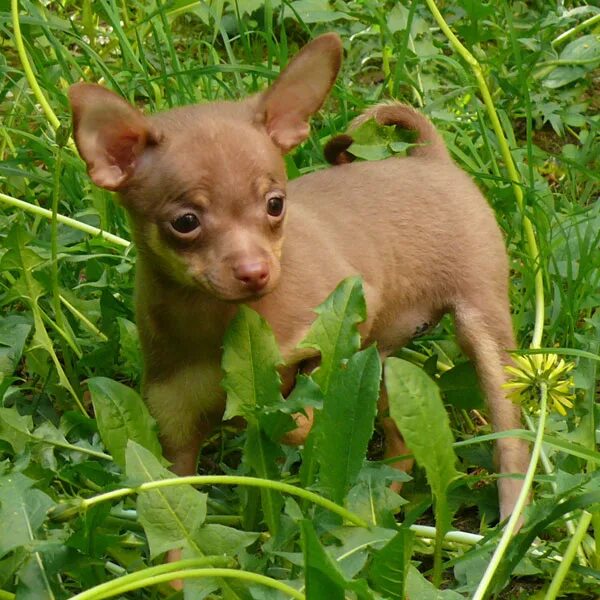 Той терьер лилово подпалый. Тойтерьер шоколадно подпалый гладкошёрстный. Русский гладкошерстный тойтерьер. Той терьер лилово подпалый. Цвета той терьеров.