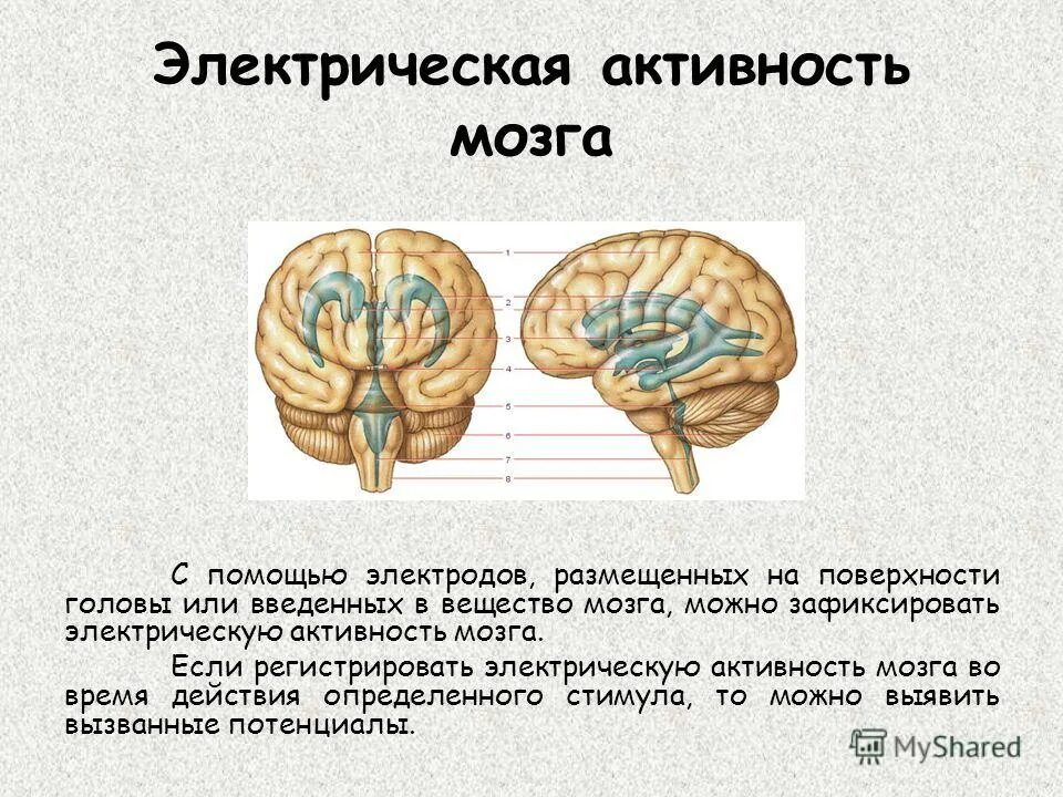 Активность головного мозга. Биоэлектрическая активность мозга. Электрический мозг.