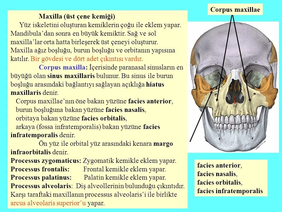 Maxilla латынь. Тело верхней челюсти (Corpus Maxillae). Facies orbitalis Corpus Maxillae. Processus frontalis (Maxillae) на черепе. Атрофический латынь