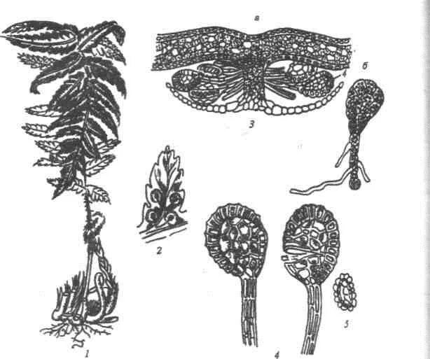 Формирования спорангиев. Спорангий щитовника мужского. Сорусы папоротника. Микропрепарат Сорус папоротника. Спорангии стробилы сорусы споры.