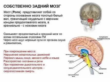 Что такое мост в головном мозге