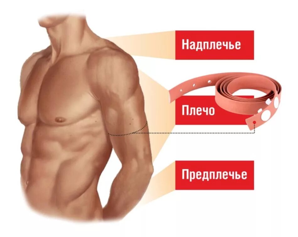 Где у человека предплечье картинка. Где находится припрече. плечо и предплечье. плечо и предплечье у человека. предплечье где находится.