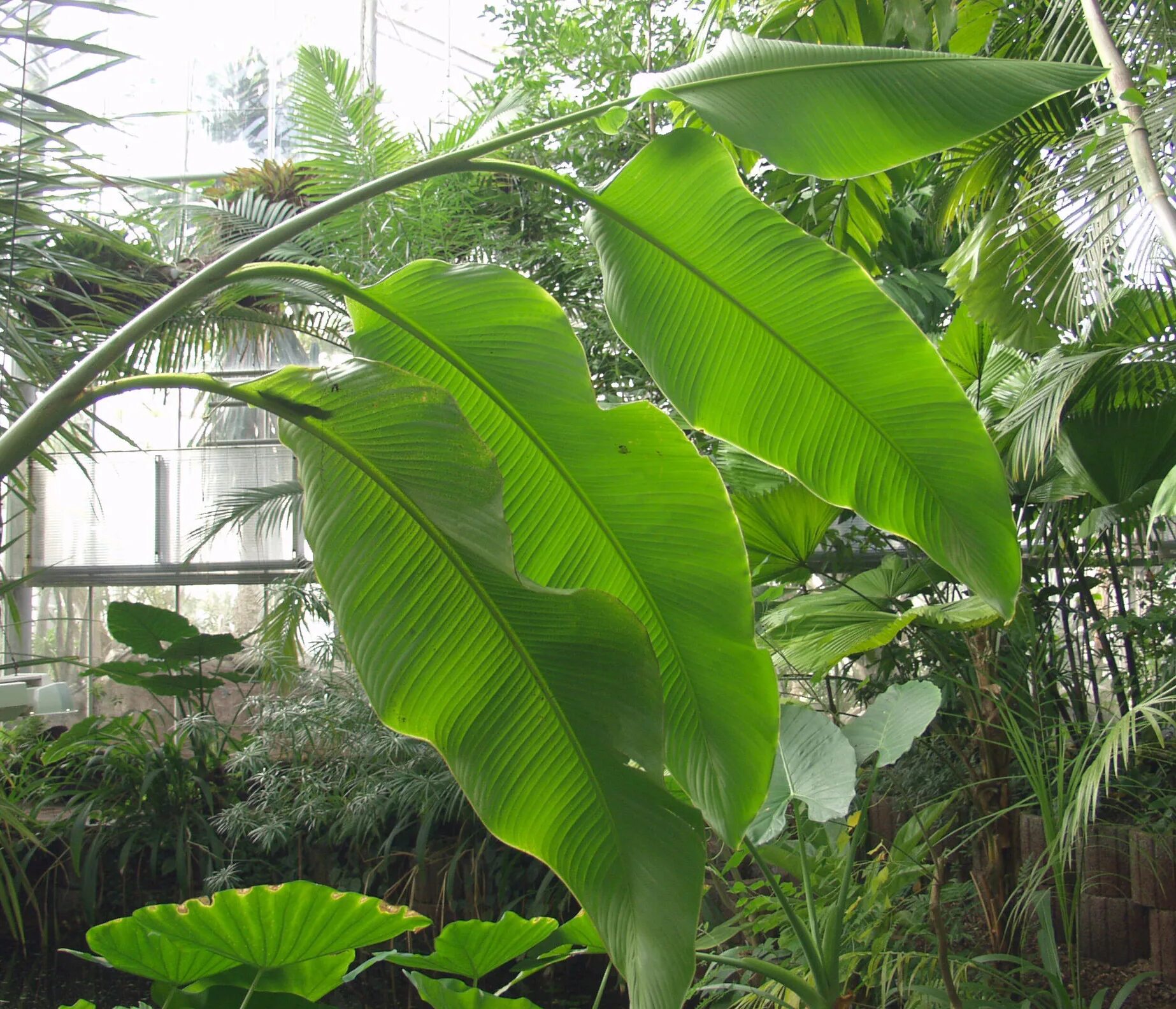 Tropical plant. Тропические растения. Пальма с крупными листьями. Пальма с широкими листьями. Тропическое растение с большими листьями.