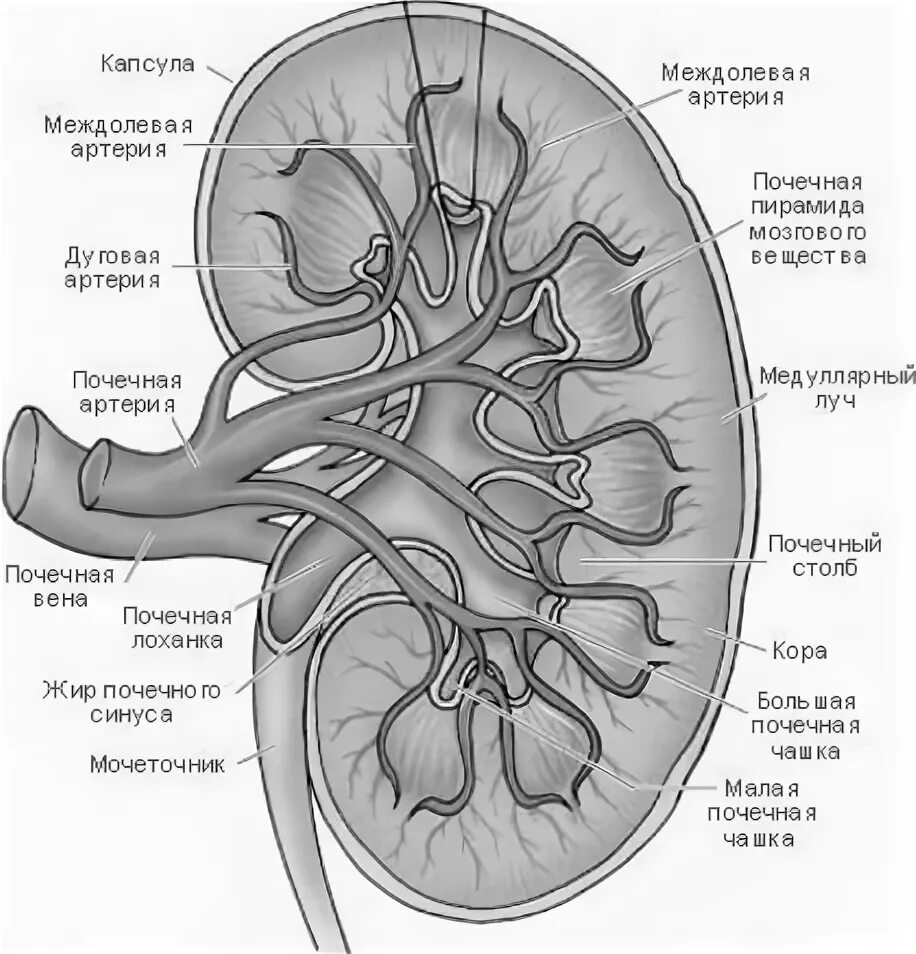 Правая почечная артерия