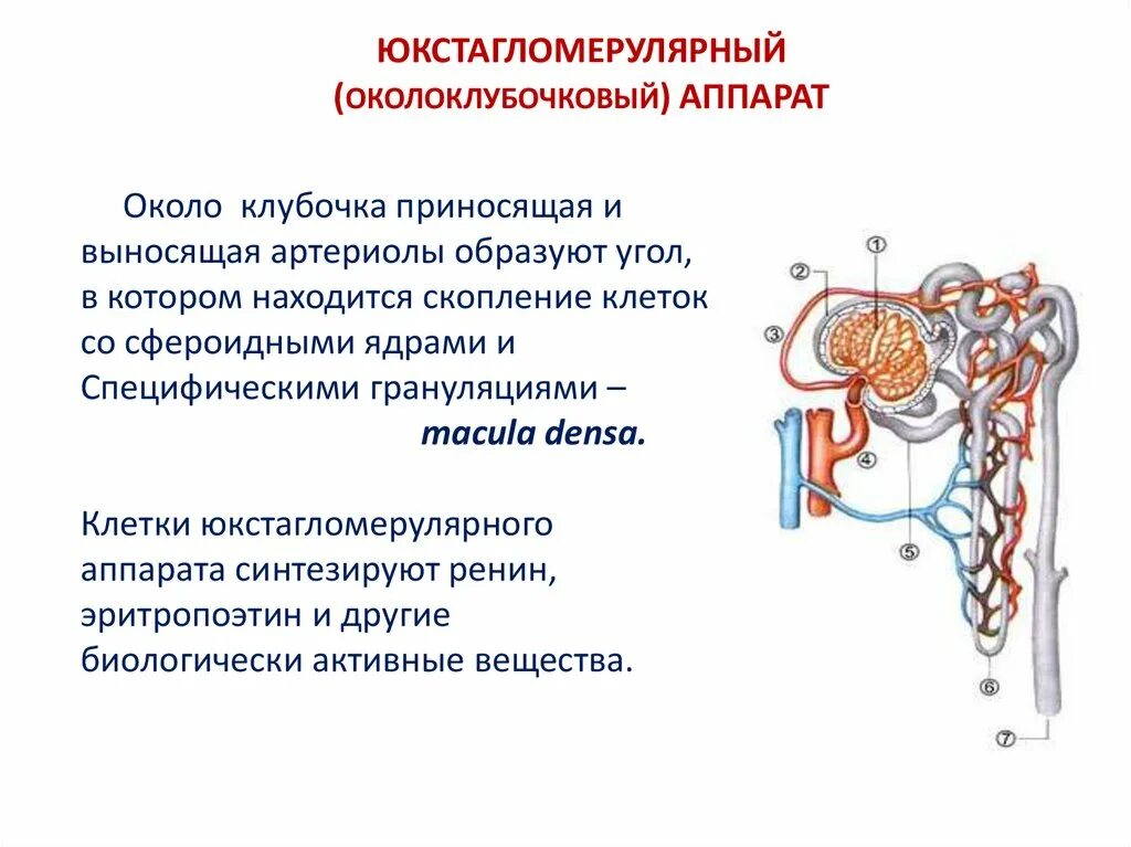 Схема расположения компонентов юкстагломерулярного аппарата. Юга юкстагломерулярный аппарат. Схема юкстагломерулярного аппарата нефрона. Юкстагломерулярного аппарата почек. Выносящая артериола почки