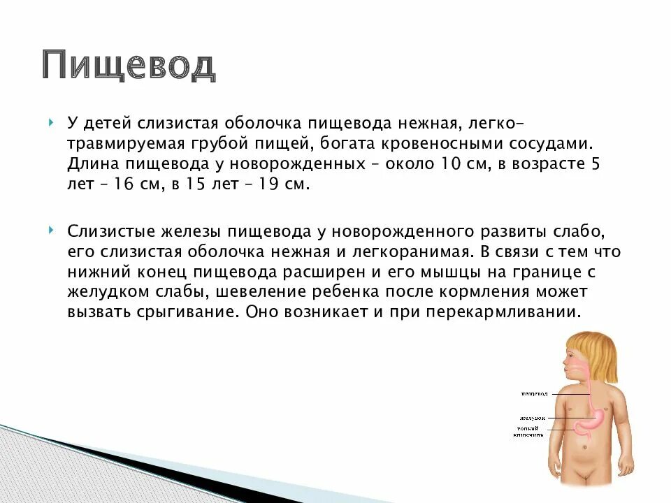 Длина пищевода к 5 годам. 3 отдела пищевода. Диаметр просвета пищевода. Особенности строения пищевода. Длина пищевода к 5 годам.
