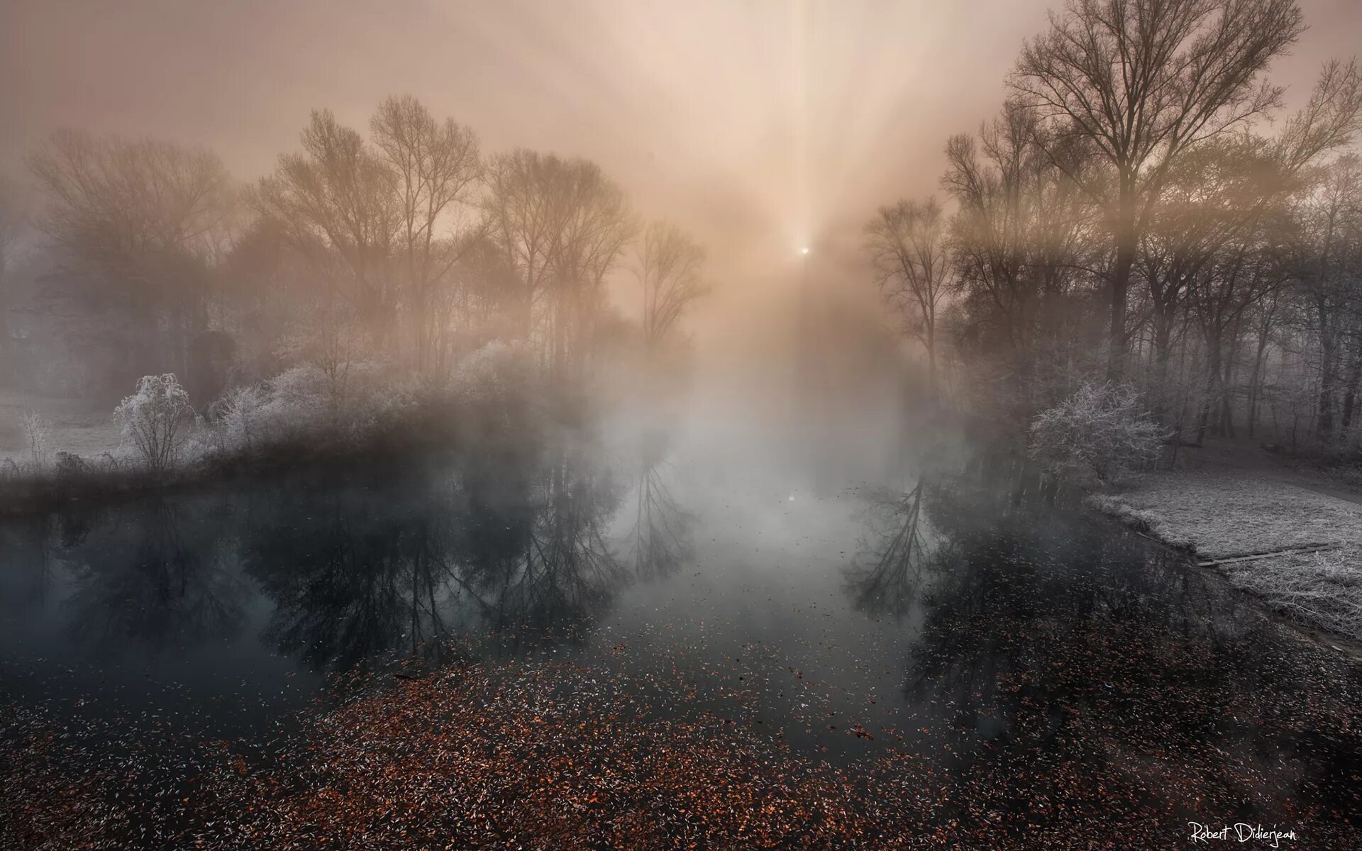 туманный лес красками. очень густой туман. физика в природе туман. пасмурное утро. физика в природе туман.