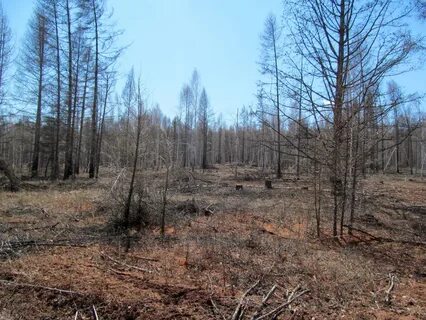 Ордынское лесничество