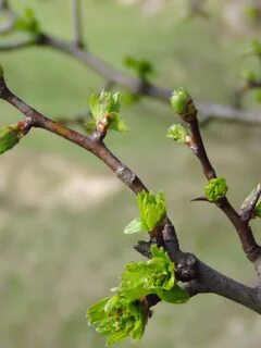 Почки весной какие