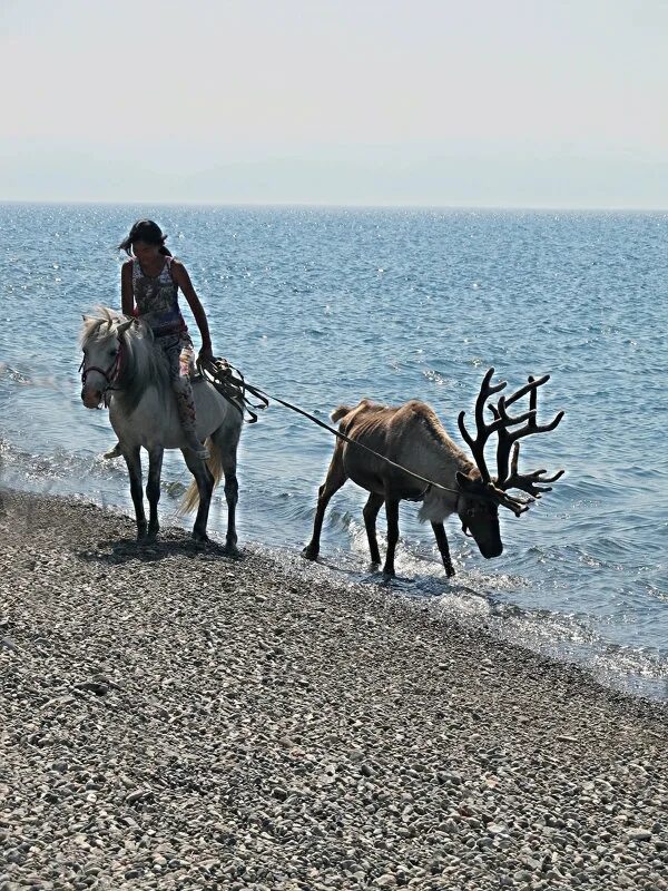 Олень август. Олень на Байкале. Олени в озере лечат. Где встречаются олени на Байкале. Фото оленя на Байкале.