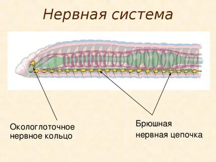 Какую функцию выполняет окологлоточное кольцо