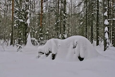 Снежной род