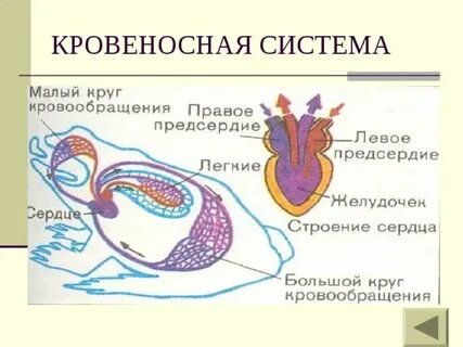 У головастика один круг кровообращения
