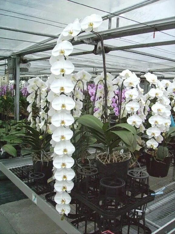 OrchidCraze: MAHA Orchid Show 2012 Egzotik çiçekler, Orkideler, Bi̇tki̇